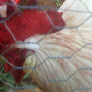 This is Thunder Chicken's after picture. He was bloody. I checked him and he wasn't injured. I don't know if the blood came from the hen that was killed or the predator. I should have put them all in the IBC because I knew we were on high alert for predators. I had put my sweet hens in an IBC that I rigged for maximum protection. It seemed like my chicken pen was just a feeding trough for the predators. Once we killed a 'possum and a raccoon, I thought they would be okay. I still didn't want to put them in the pen, though. I felt like they had a better chance outside. Then, came the dogs. We couldn't catch a break.