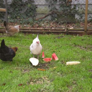 Love my girls! They love watermelon, eggplant, corn on the cob, tomato and acorn squash (I bake that first LOL)