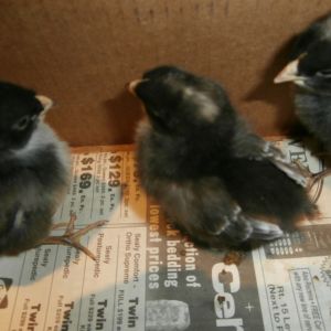 Cuckoo Marans, 7-10 days old.