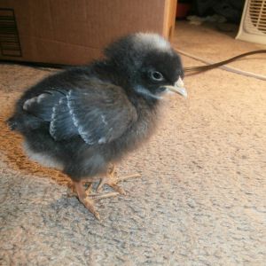 Lucy, 7-10 days old.