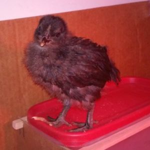 Black Jersey giant, just perching on top of the waterer. 
These birds are strong jumpers!