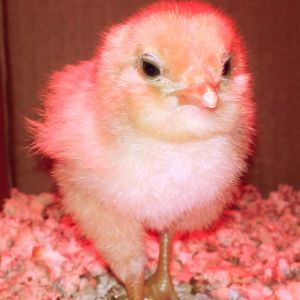This one has a slightly larger head and smaller/shorter body for it's type.. 
I think it just makes it look more cute! :)