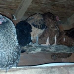 1st night | BackYard Chickens - Learn How to Raise Chickens