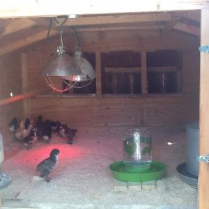 6 more chicks added today