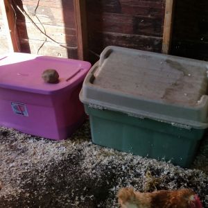found pink bin for 5$ for feed and used old bin for wood shavings.