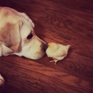 Trying to get Chaco and new chicks acquainted....I think Chaco is saying "looks like a chicken nugget to me" .  She hasn't tried to hurt a one, actually...sweet pup!