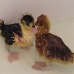 Lucy and Bonnie's first swim