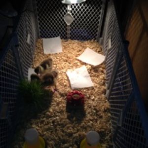 the girls in their new brooder