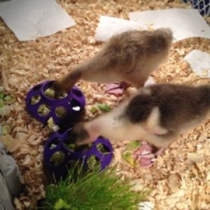 Lovely lettuce eating