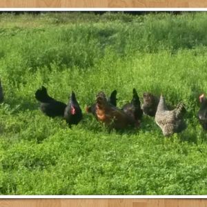 happy chickens