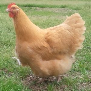 Clevenger/Farthing Buff Orpington Pullet