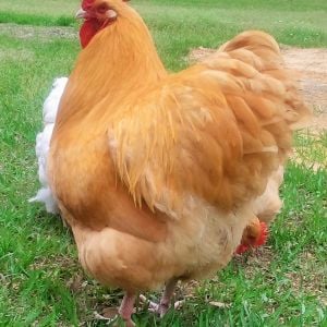 100% English Buff Orpington Rooster