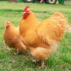 English Buff Orpington Rooster with Clevenger/Farthing Buff Orpington Hen