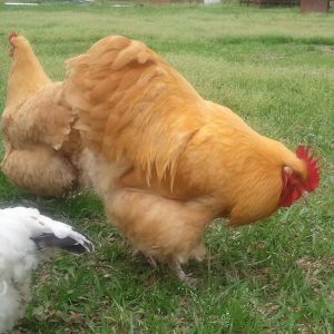 English Buff Orpington Rooster