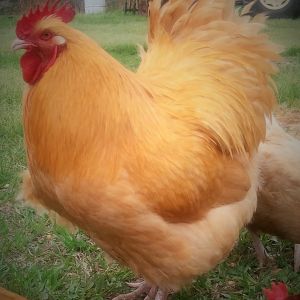 English Buff Orpington Rooster