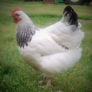 5 month old english white delaware orpington pullet