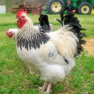 5 month old english columbian orpington cockerel