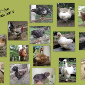 My chickens on 03/23/2015