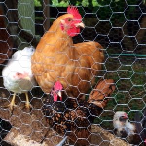 Spring chickens from 2014.  Though we ordered a Buff Orpington pullet, you can see we didn't get one.  His name is Tank.