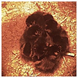 New babies March 2015 golden laced wyandottes