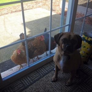 Chickens wish they could come in too!