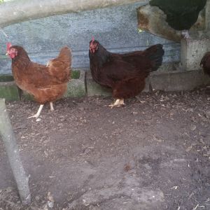 Rhode island, production, and New Hampshire reds, and Golden sex link