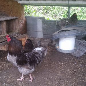 Blue, Black, and Blue wheaten Easter Egger
