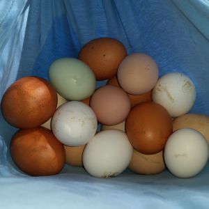 Made the mistake and forgot to bring my egg basket out to the coop. Ended up collecting 20 eggs! Not bad for a one day haul. I have the best hens in the world!