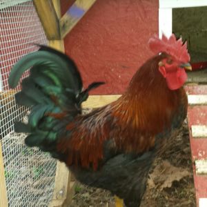 The king of the coop, Andy. His name is short for And Dressing, which he's been warned could be his fate if he ever gets aggressive with the kids or the hens.
