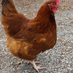 Scramble was supposed to have been a RIR mix, but I think she looks more like a production red. She lays smaller, darker brown eggs than my other hens.