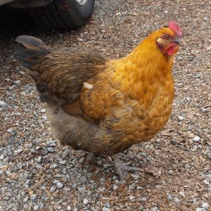 Omelet, obviously a mutt and the most tame of the flock.