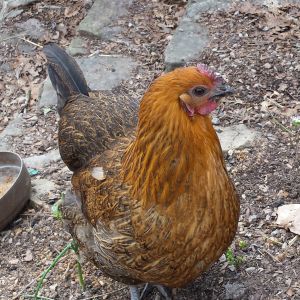 Omelet, Jr., obviously a mutt. She lays daily in spite of not having bright red wattles or comb. We can't all be beautiful...