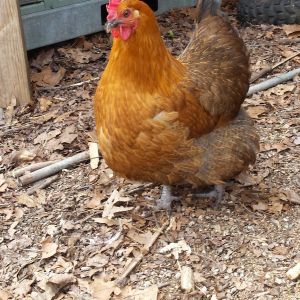 Poach, obviously a mutt, my first hen to start laying!