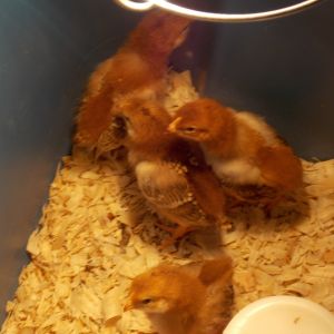 :) 
My new chicks. They are Rhode Island Reds.