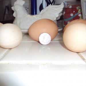 normal eggs we get