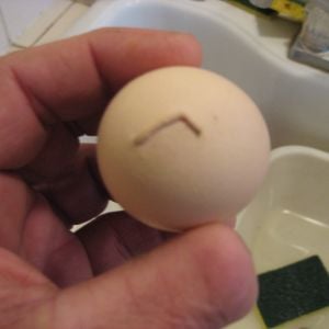 egg with a tail