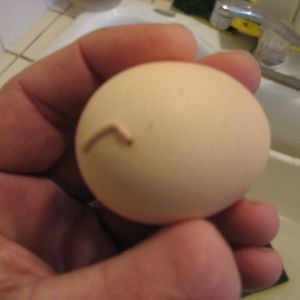egg with a tail