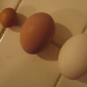 2" X 3" and 1" X 3/4" eggs with a normal egg in the middle