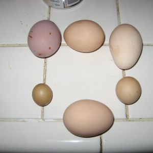 2" X 3" and 1" X 3/4" and a 1 1/4" round egg