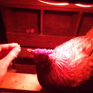 Jill eating sweet potatoes