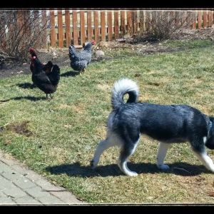 Jade, our 4 1/2 month old Husky, has graduated to supervised visits with the chickens. She no longer wants to eat them, but she is still up for a game of tag.  I try to tell her the the cool chick click doesn't "play", they "hang out".