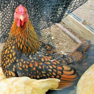 GOLD LACED