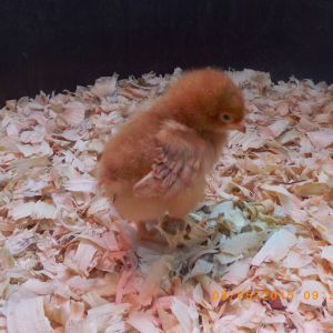 Shy Chick Pic. Don't let her fool you, at 5 weeks she's the head of her Girl Gang!