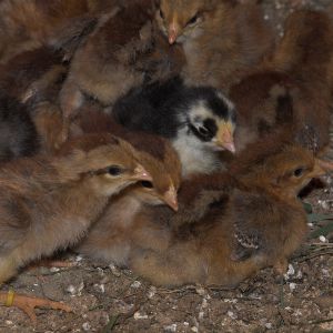 Mixed, Swedish Flower Hen and Welsummers