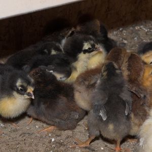 Mixed, Swedish Flower Hen and Welsummers