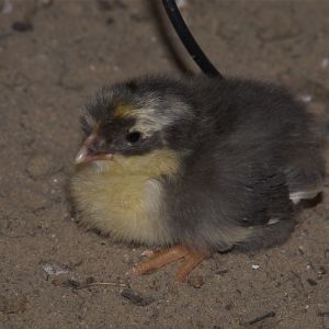 Swedish Flower Hen chick