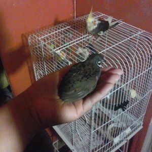 Senpai is in my palm while my cockatiels are staring him down.