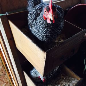 My Battered Barred Rock
She must be the on the bottom of hierarchy