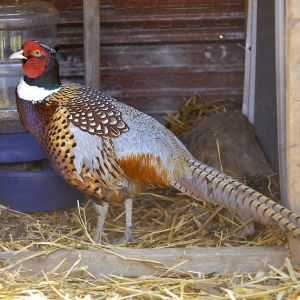Blue Roo!

Roo is a Chinese Ring Neck pheasant if you haven't guessed. His blue color is more powdery white/blue "lighter than the photo".