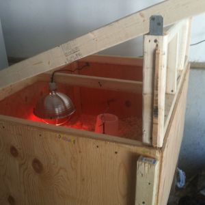 Converting brooder to coop as birds grow
